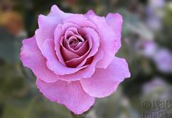 Pink Rose-1